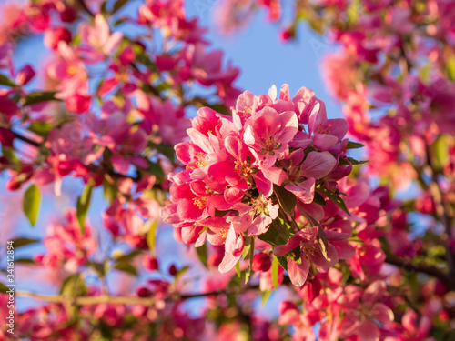 Branches of apple blossoming  pink flowers. Apple blossom panorama wallpaper background. Spring flowering garden fruit tree
