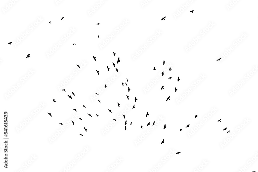 birds in the sky on a white background birds in the sky on a white background