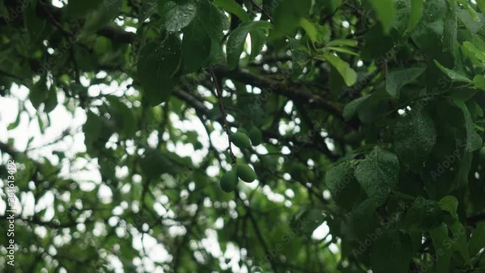 Tree With Hanging Green Leaves and Plums In Garden Covered In Rain Drops. Low Angle Tree With Hanging Green Leaves and Plums In Garden Covered In Rain Drops. Low Angle
