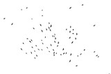 birds in the sky on a white background