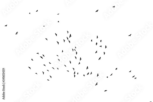 birds in the sky on a white background © Anna
