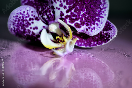 purple orchid flower