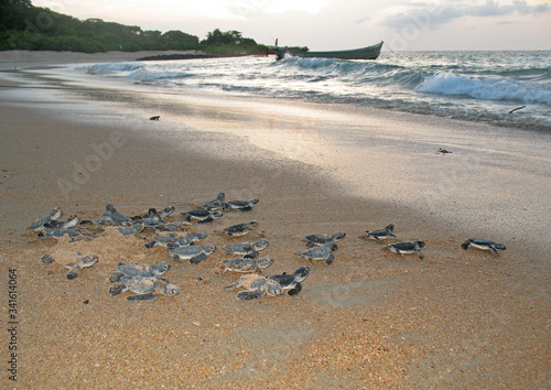 Fotografie Newly hatched green turtle (Chelonia mydas) specimens walk towards the sea in Joao Vieira and Poilao Marine National Park, in the southeastern part of the Bijagos Archipelago, Guinea Bissau