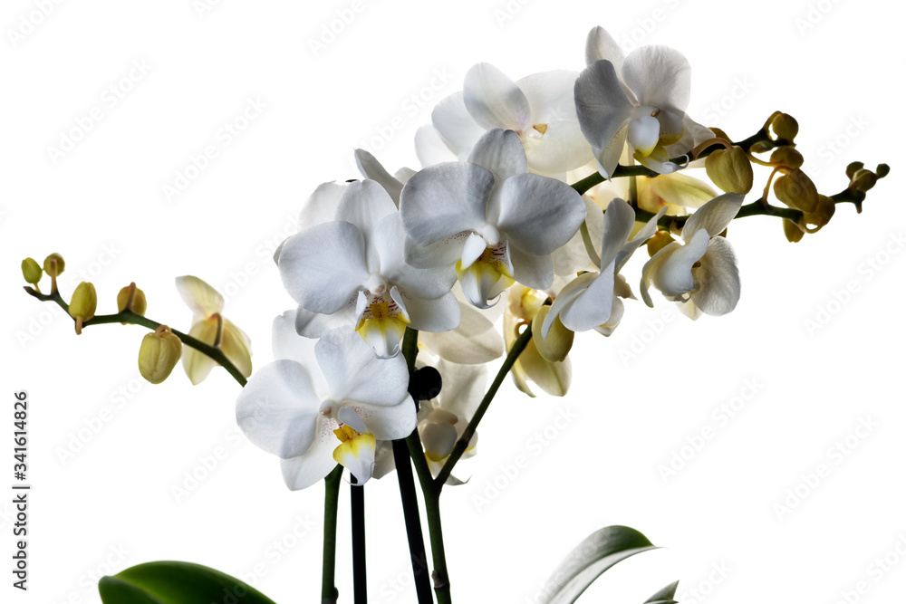 Obraz premium white orchid isolated on white