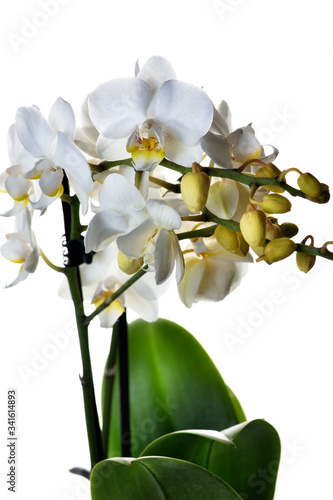 Fototapeta Naklejka Na Ścianę i Meble -  white orchid flower
