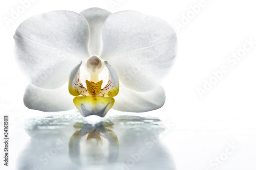 white orchid isolated on white