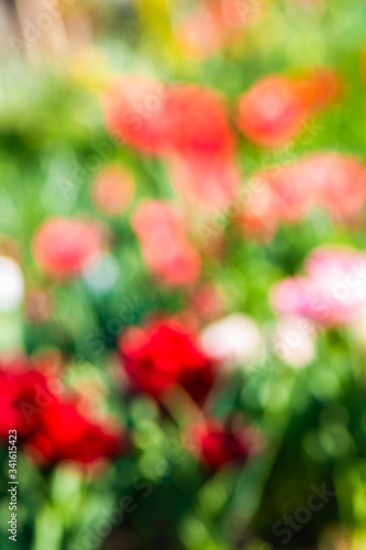 Defocused background. Color tulip flowers blooming in the garden.