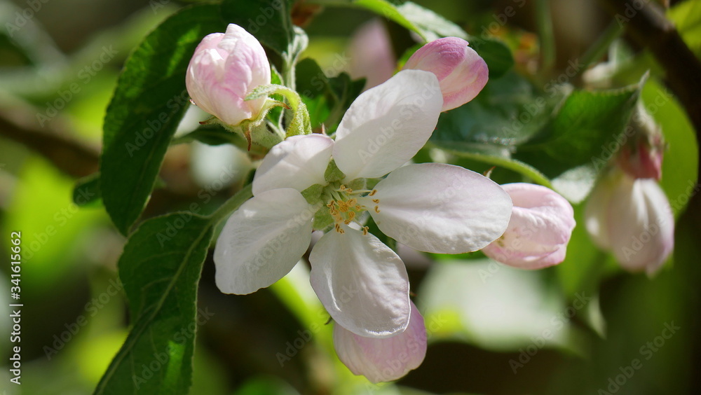 Obraz premium Apfelbaumblüte, Knospen. Obst, Nahaufnahme