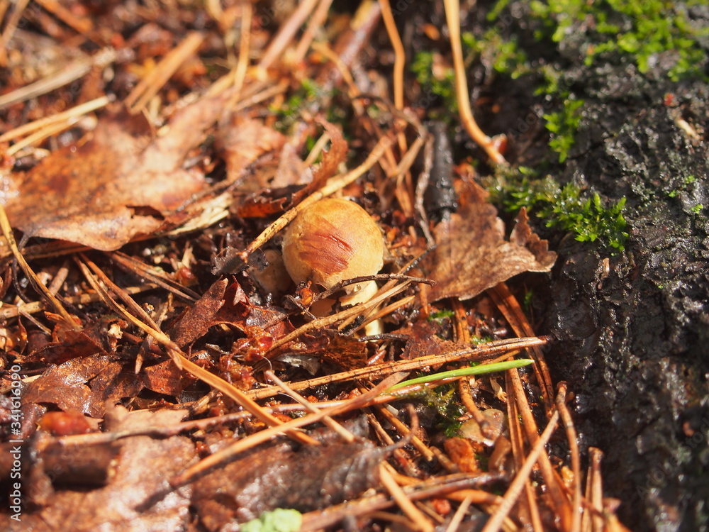 A small boletus Mushroom grows in the forest. Edible mushroom. Nature.