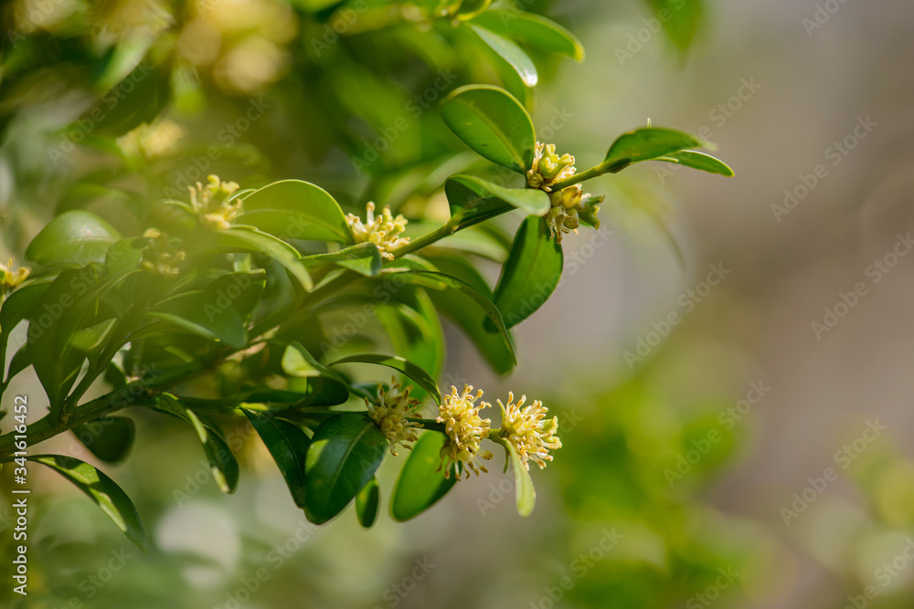Buchsbaum Blüten, blühender Buchs Buxus sempervirens Blütenstand, Buchsblüten Buchsbaum Blüten, blühender Buchs Buxus sempervirens Blütenstand, Buchsblüten