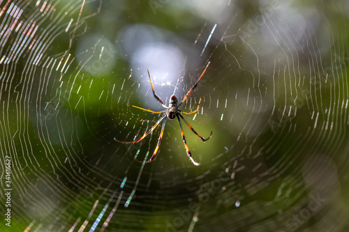 A native spider on its web in Madagascar photo