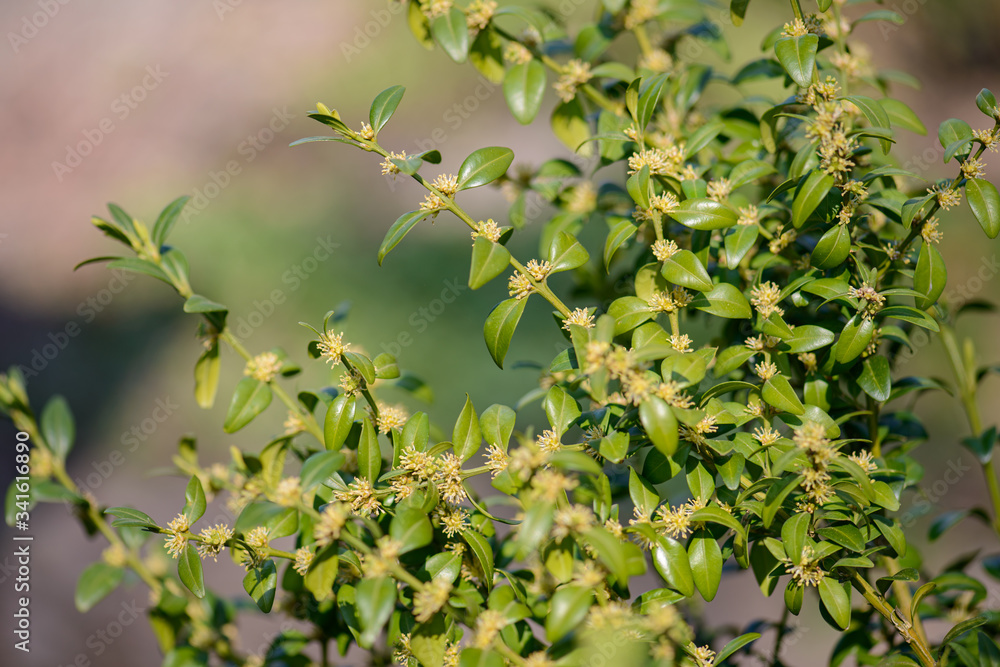Buchsbaumblüten Buchsbaumblüten