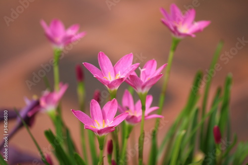 pink lilly 