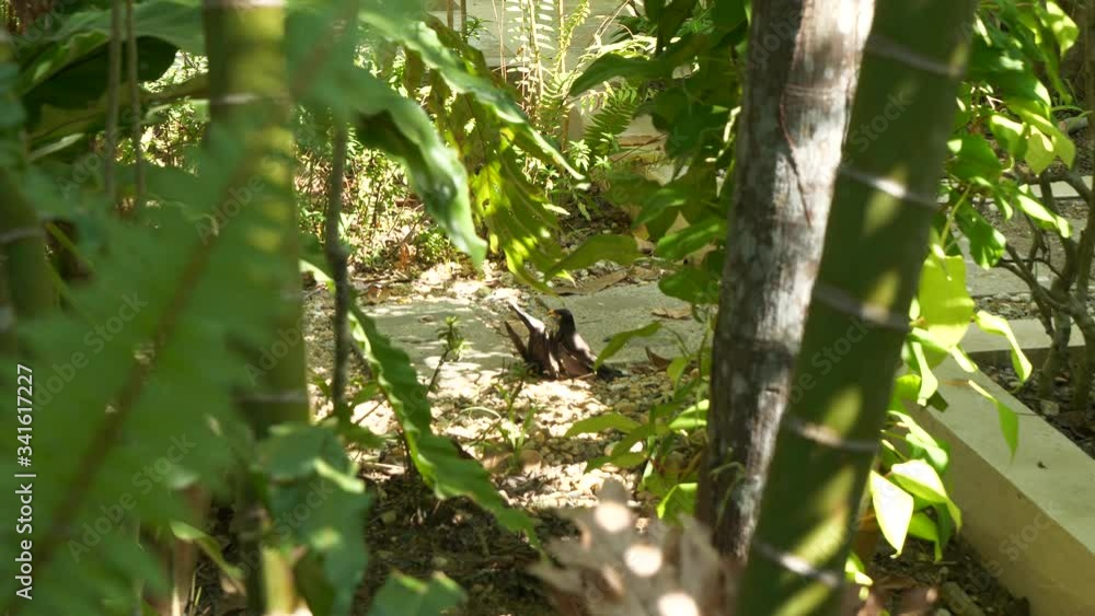 Common Myna birds fighting over a female to breed with Common Myna birds fighting over a female to breed with