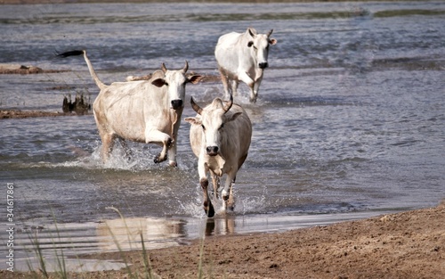 Fototapeta Naklejka Na Ścianę i Meble -  Bulls Running in River Water to Cross  in Bright Daylight in Horizontal Orientation, Beauty of Indian Countryside, Perfect for Wallpaper