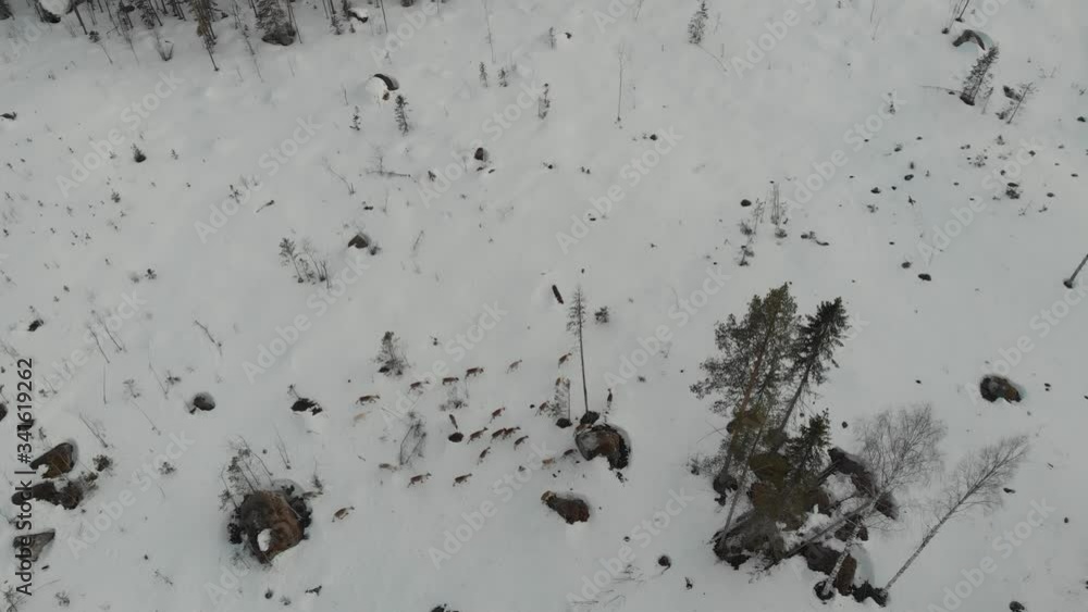 High aerial drone shot rising and panning above a herd of caribou on snowy ground High aerial drone shot rising and panning above a herd of caribou on snowy ground