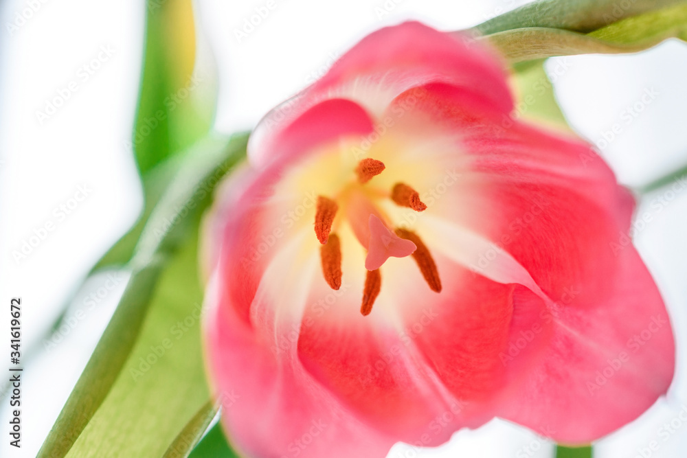 Pink tulip close-up on a white background. Pink tulip close-up on a white background.