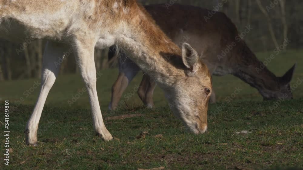 Daniels Dama-Dama Eat Grass In The Forest. 4K Footage Daniels Dama-Dama Eat Grass In The Forest. 4K Footage