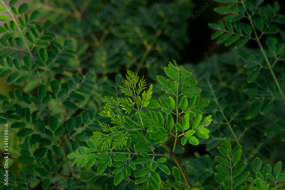 fresh Moringa leaf background fresh Moringa leaf background