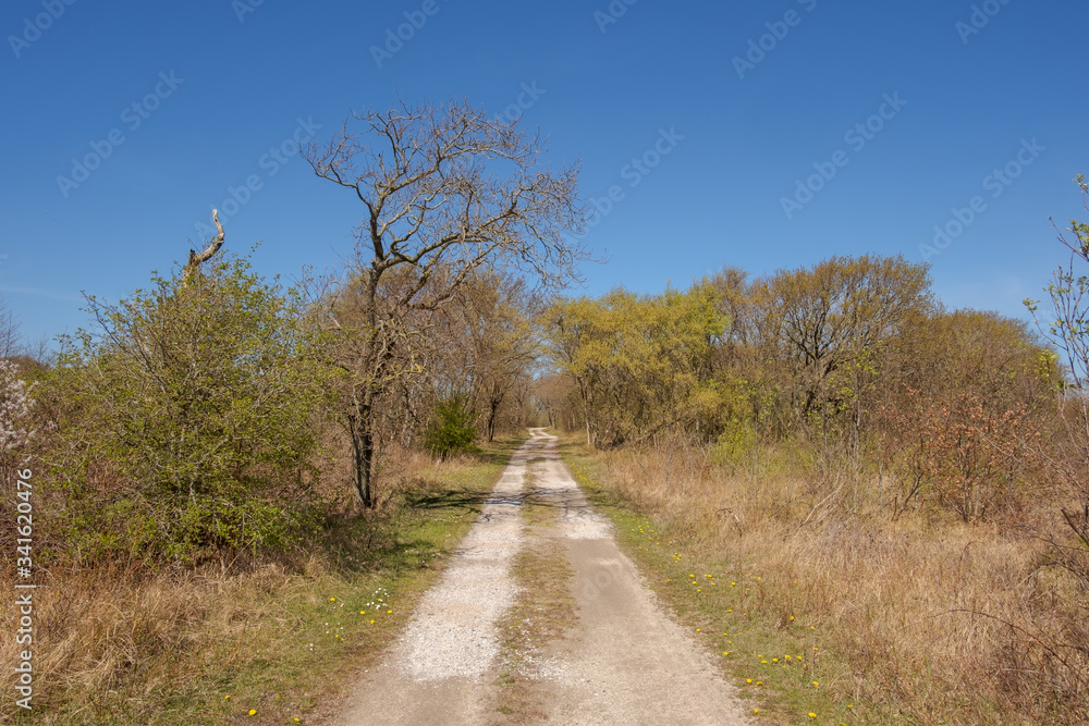 Unpaved straight path in a nature reserve with shrubs and low trees under a clear blue sky