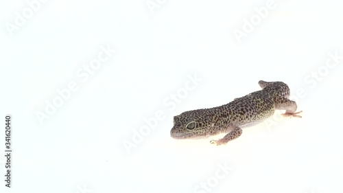 Leopard gecko standard form, Eublepharis macularius in white background. Close up. Macro Shot photo