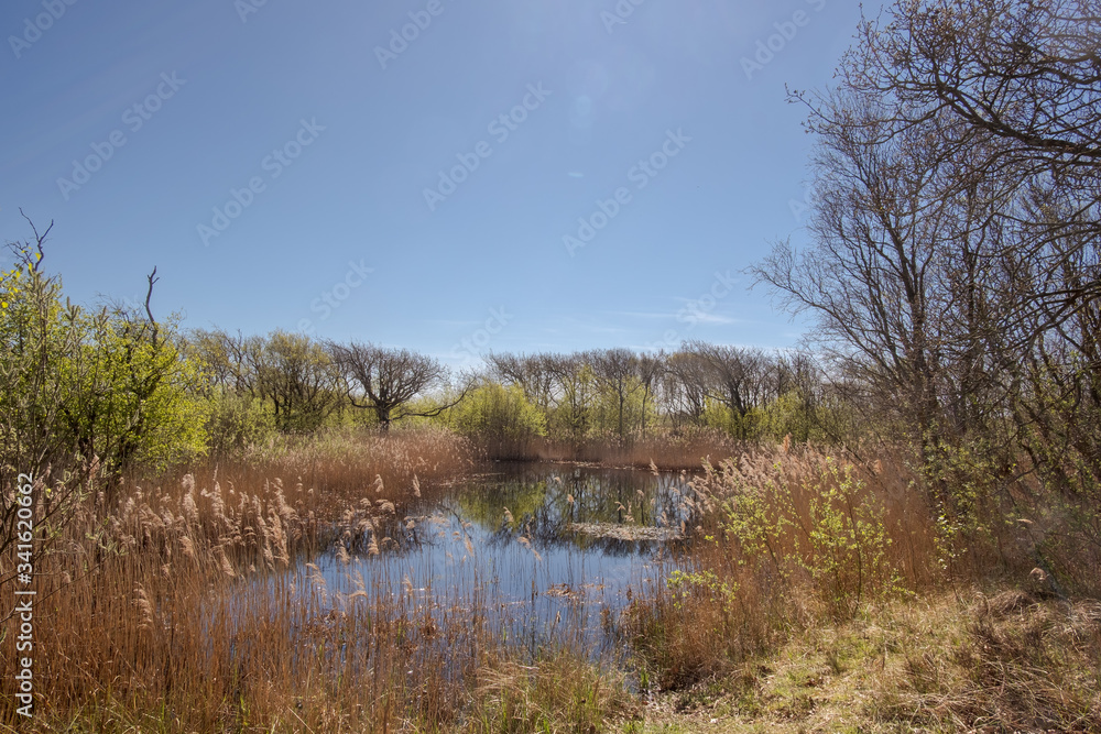 A pond surrounded by reeds with plumes, bushes and trees in a nature reserve under a clear blue sky