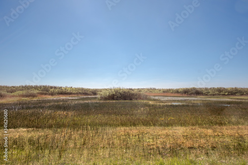 View of a swamp with baby reeds and bushes under a clear blue sky © Rob