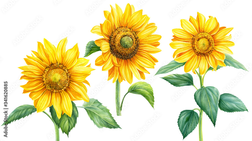 Obraz premium set of yellow flowers, sunflowers on an isolated background, botanical illustration, watercolor floral design