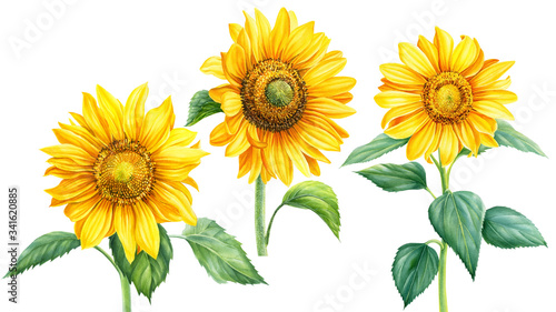 set of yellow flowers, sunflowers on an isolated background, botanical illustration, watercolor floral design © Hanna