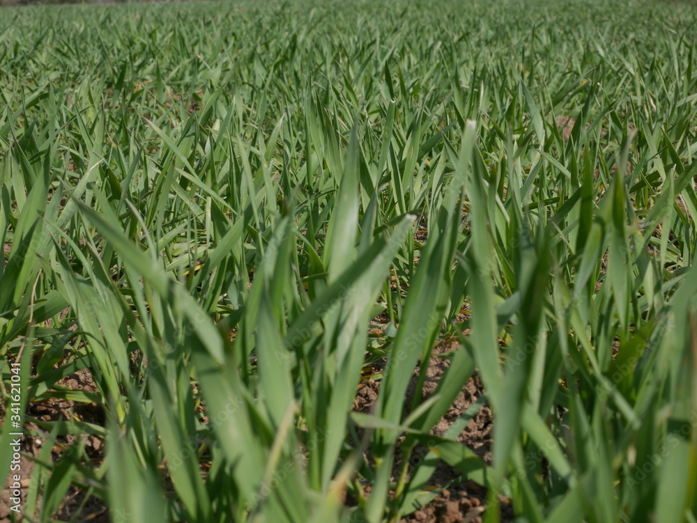 Obraz premium green field