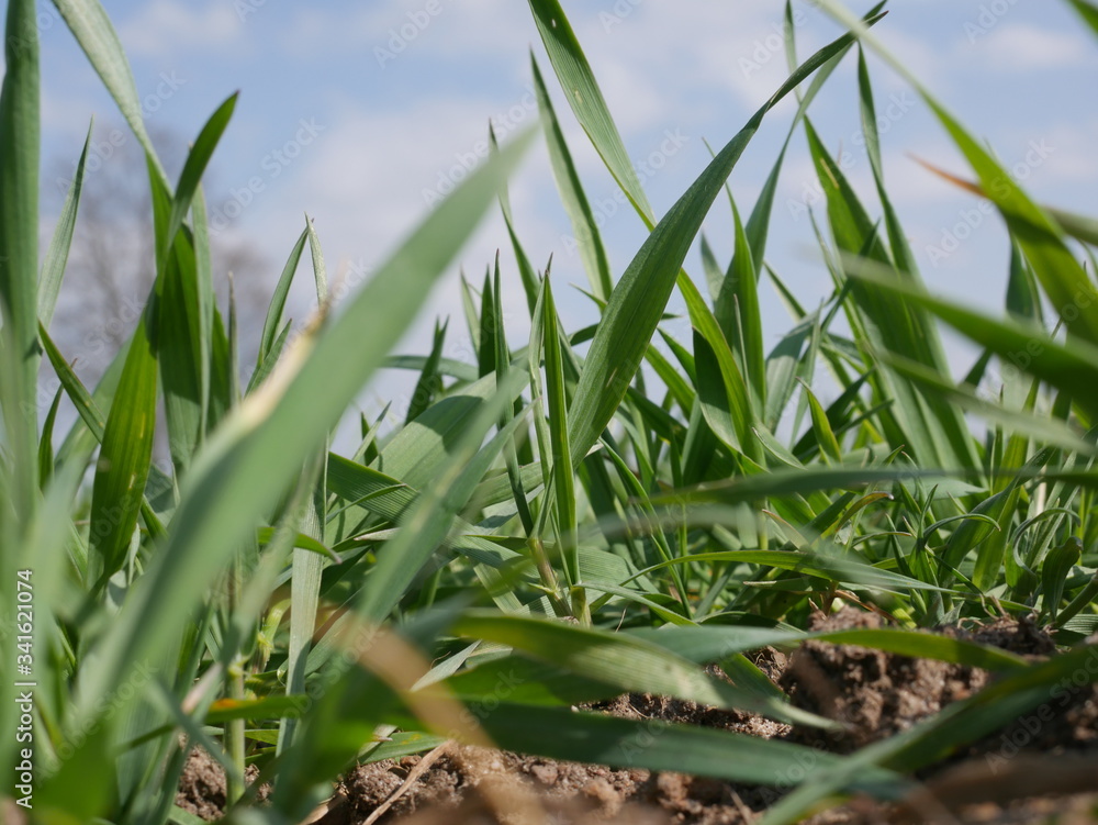 Fototapeta premium green grass and blue sky