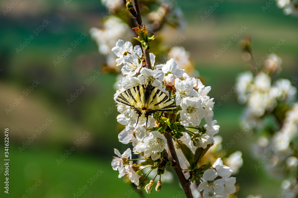 Farfalla sui fiori del ciliegio in primavera Farfalla sui fiori del ciliegio in primavera