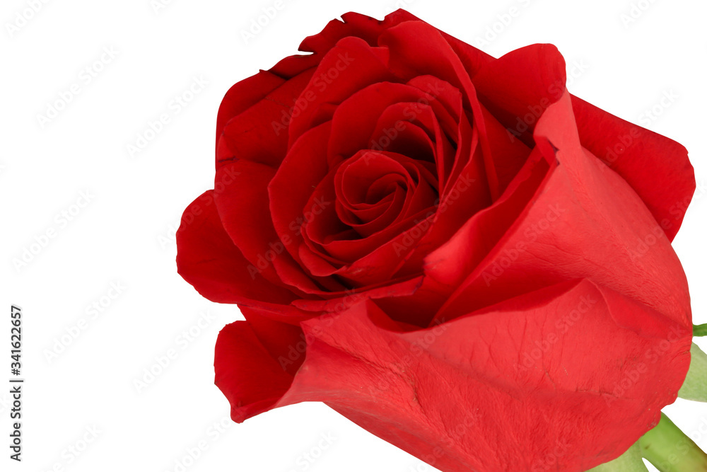 Red rose bud isolated on white background. Close-up. Top view. Red rose bud isolated on white background. Close-up. Top view.