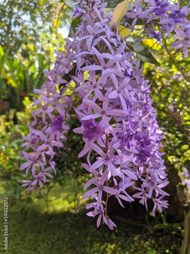 Purple flower. Purple Wreath. Petrea volubilis. Machame flowers photo