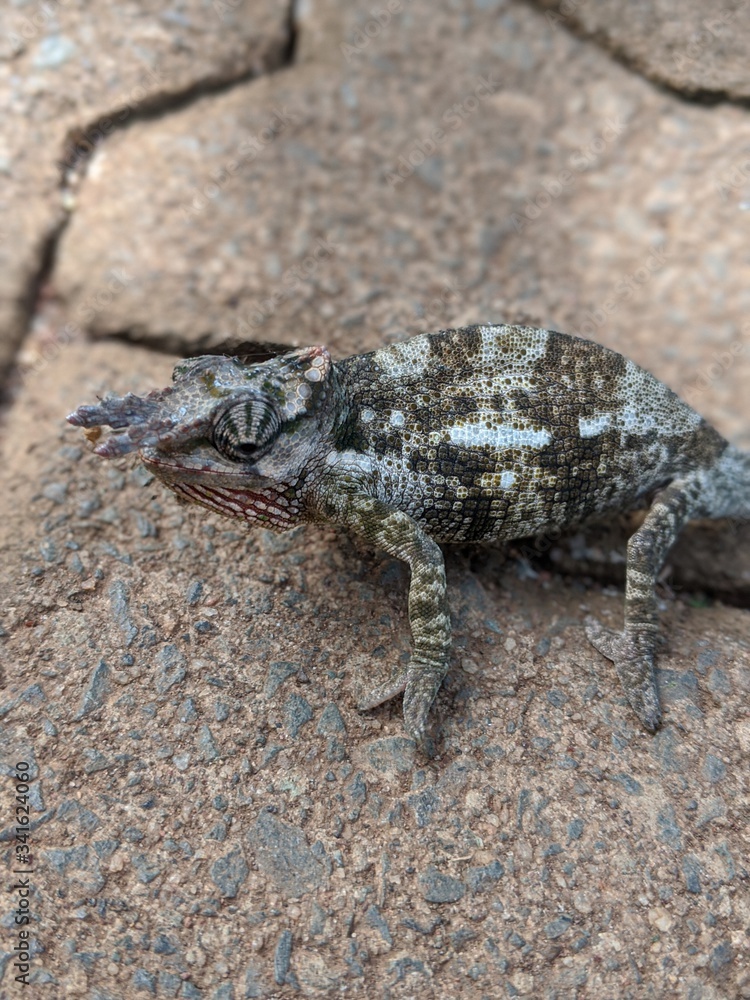 Chameleon on branch. Kilimanjaro two-horned chameleon. Kinyongia tavetana. Dwarf Fischer's chameleon