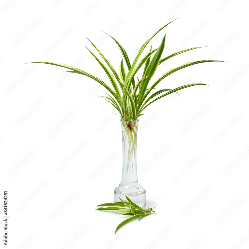 Chlorophytum comosum, spider plant, growing roots in a glass vase Chlorophytum comosum, spider plant, growing roots in a glass vase