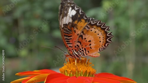slow motion orange butterfly on beautiful flower blossom blooming in the morning springtime
