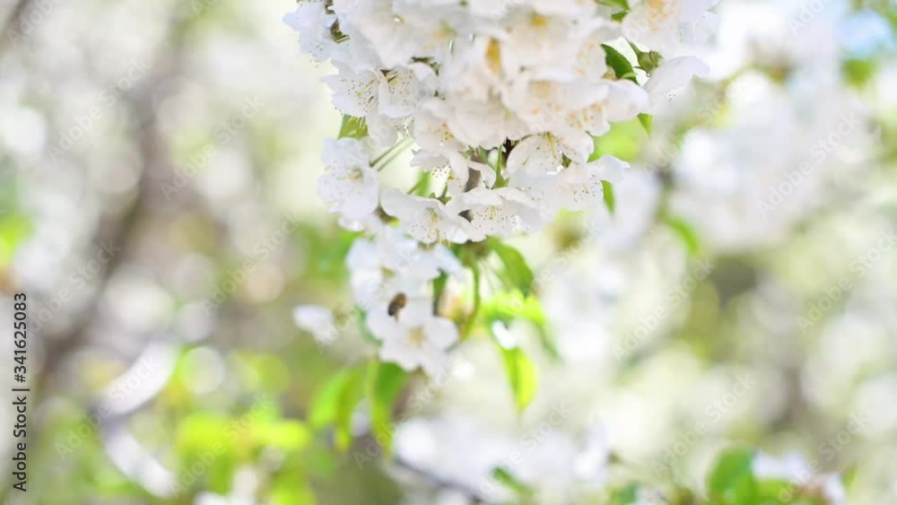 Cherry blossom and bee on the branch Cherry blossom and bee on the branch