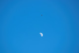 Gabelweihe, Rotmilan (Milvus milvus) , kreist über Halbmond vor blauem Himmel, tags über,  Freiraum links und rechts