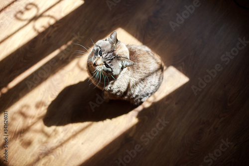 Fototapeta Naklejka Na Ścianę i Meble -  the cat