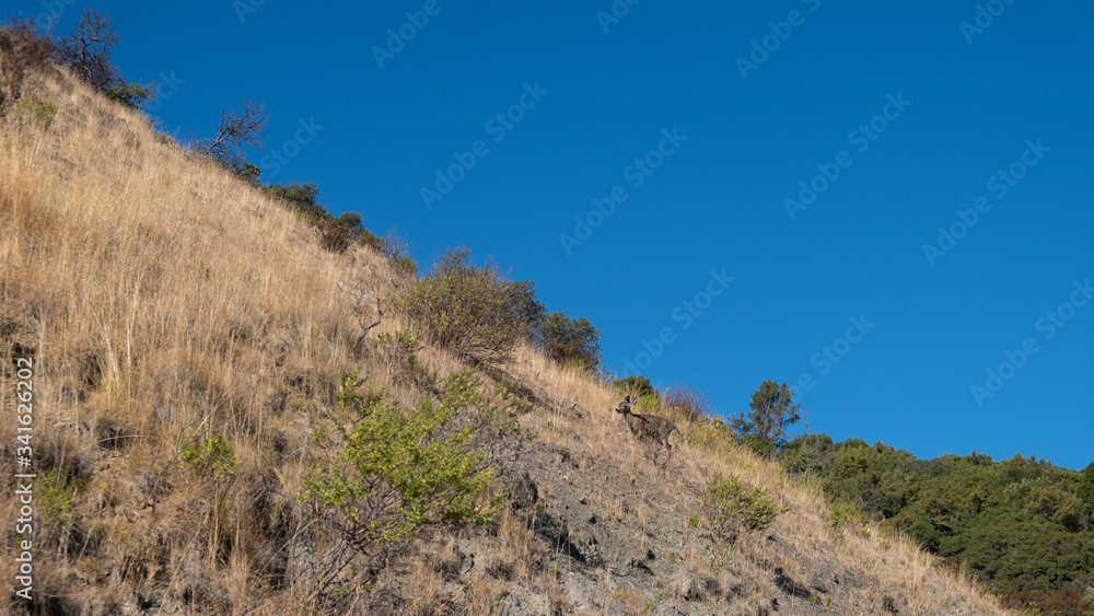 family of deers climbing a field of yellow grass, california