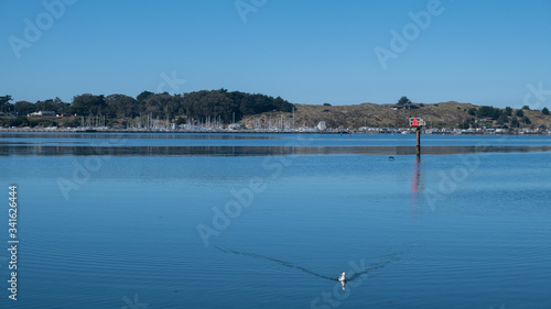 seagull swimming in water at Bodega Bay, california photo