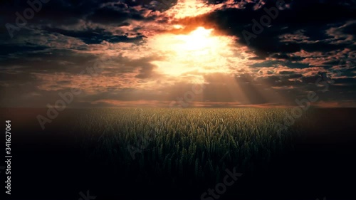 Field of ears on a background of the night sky