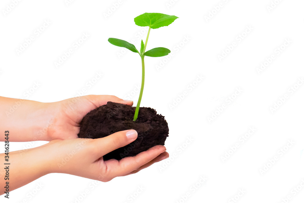 Replant a young green shoot. The isolated image. Replant a young green shoot. The isolated image.