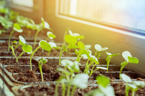 Young seedlings of vegetables grew on the window.