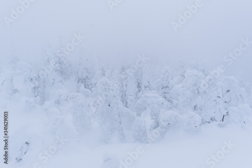 Pine trees covered of snow and ice in Canada