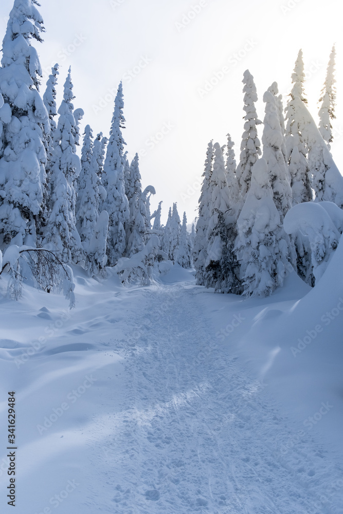 Snowy trail in pine tree forest
