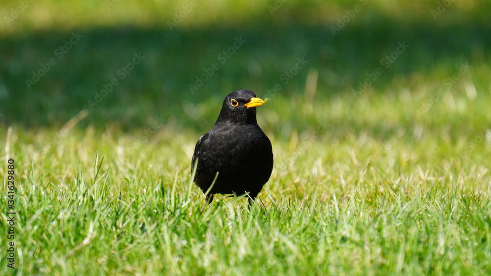 a blackbird , turdus merula, on the green lawn looking for food a blackbird , turdus merula, on the green lawn looking for food