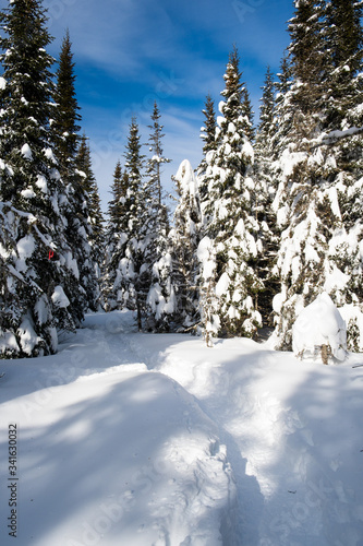 Trail in big snow in pine tree forest
