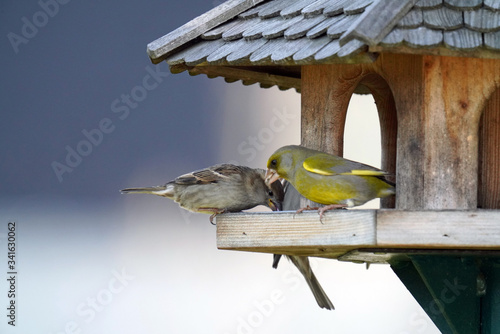 a dispute among the birds at the bird feeder
